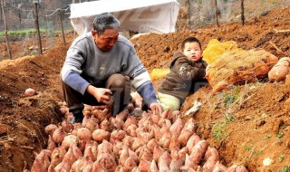 农村红薯窖的制作方法（红薯窖怎么做）