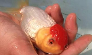 养冷水鱼的技巧方法 养冷水鱼的技巧方法图解