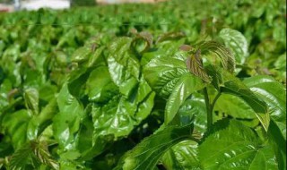 桑叶怎么做（桑叶怎么做凉粉）