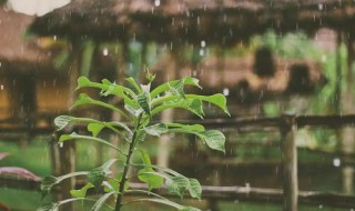 好雨知时节时节是什么节气（好雨知时节的时节是什么季节）