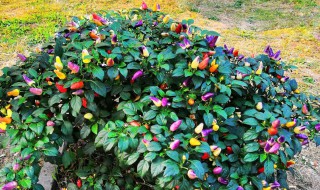 辣椒树掉叶子怎么解决(辣椒树掉叶子怎么解决方法)