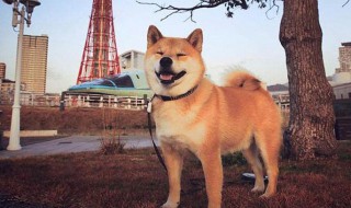 柴犬口臭怎么解决（柴犬有口臭的原因和治疗方法）