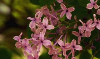 丁香种植方法和技术 丁香的种植方法