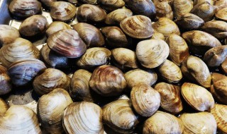 黑蛤的做法和配方