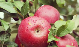 盆栽种植苹果树技巧（盆栽苹果树的方法）