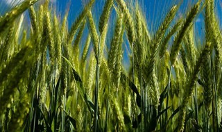 种小麦的方法和技巧（马上要种小麦了看看种小麦有什么好的技术）