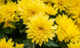 菊花的种植小技巧（菊花的种植小技巧视频）