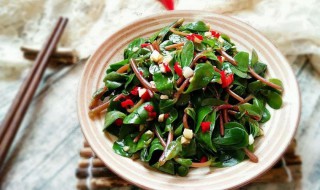 马齿苋做法 马齿苋的吃法用法怎么吃最好