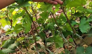 葡萄硬枝嫁接的常用方法有哪些（葡萄硬枝嫁接技术(完全版）