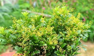 米兰养殖什么方法最好 米兰养殖什么方法最好呢