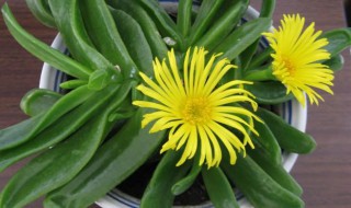 佛手掌繁殖与栽培方法 佛手掌繁殖与栽培方法图解