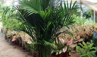 散尾葵盆栽种植技巧 散尾葵的盆栽方法