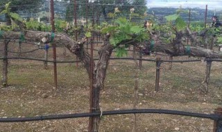 冬季葡萄修剪技巧 冬季葡萄修剪技巧和方法