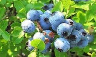 蓝莓换盆的正确方法（蓝莓换盆的正确方法视频）