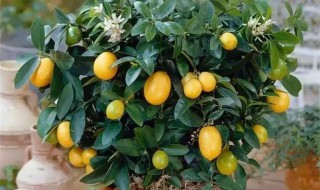 金钱橘盆栽的种植方法 金钱橘盆栽怎么养