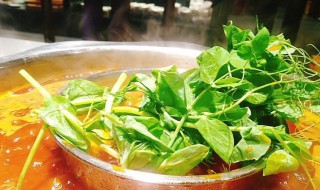 豌豆尖火锅怎么做 豌豆尖火锅怎么做好吃