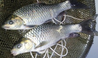 清波鱼正宗做法 清波鱼的吃法