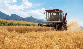 麦秸收储技巧(麦秸收储技巧视频)