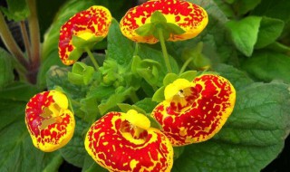 荷包花的花期有多长 荷包花的花期有多长时间