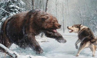 熊与狼的故事 熊与狼绘本