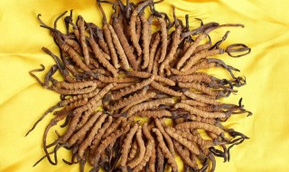 冬虫草炖肉汁怎么做（怎样炖冬虫草瘦肉汤）