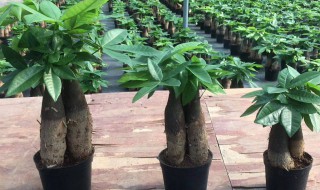 发财树栽培方法 发财树栽培方法视频