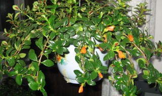 金鱼吊兰的修剪技巧（金鱼吊兰的修剪技巧图解）