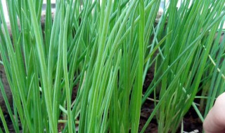 冬季栽葱的方法和步骤 冬季种葱子的时间和方法