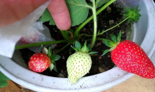 盆栽草莓冬天种植教程 盆栽草莓冬天种植教程视频