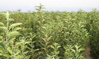 苹果矮苗的种植方法（苹果矮苗的种植方法视频）