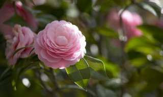 老枝三角梅扦插技巧 老枝三角梅可扦插生根吗?