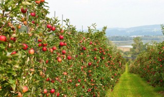 苹果树浇水的最佳方法 苹果树浇水的最佳方法是