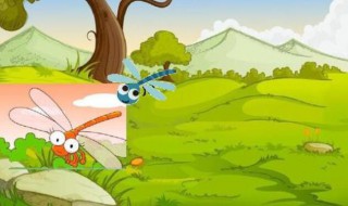 当上冠军的小蜻蜓的故事(当上冠军的小蜻蜓的故事视频)