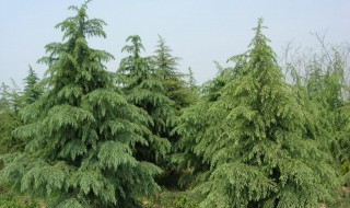 雪松育苗的正确方法 雪松育苗的正确方法