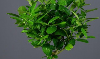 盆栽柠檬的嫁接方法和注意事项 盆栽柠檬的嫁接方法和注意事项视频