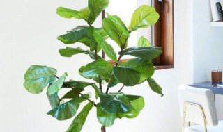 琴叶榕的种植方法(琴叶榕的种植方法和技术)