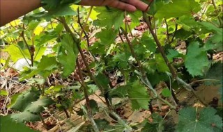 巨峰葡萄抹芽方法 巨峰葡萄怎么留枝