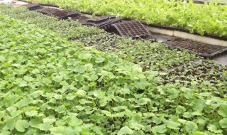 青瓜育苗方法和时间 青瓜苗怎么育苗