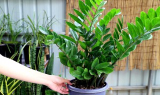 大型绿植盆栽的养殖方法 大型绿植盆栽的养殖方法视频