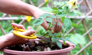 迷你月季促芽方法（迷你月季促芽方法图片）