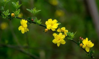 室内养迎春花的禁忌（室内养迎春花的禁忌是）
