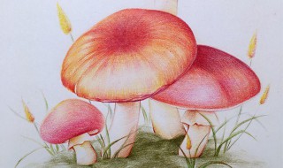 小白兔和蘑菇伞的故事（小白兔蘑菇伞的故事视频）