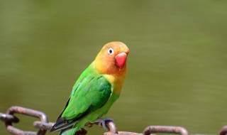 费氏牡丹鹦鹉和普通牡丹区别