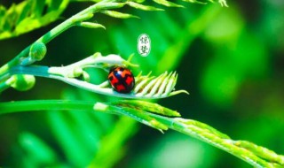 惊蛰是什么季节 二十四节气惊蛰是什么季节