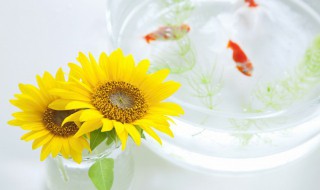 如何用纸杯做向日葵（如何用纸杯做向日葵花束）