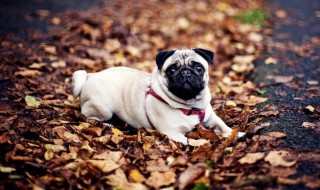 巴哥犬怎么挑选品相 巴哥犬怎么挑选品相的