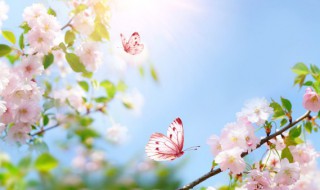 阳春三月的意思 阳春白雪的意思