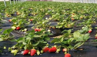 草莓棚怎么加热(草莓棚怎么加热视频)