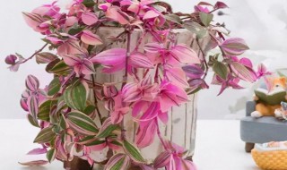 油画婚礼吊兰冬天怎么养 油画婚礼吊兰冬天养护