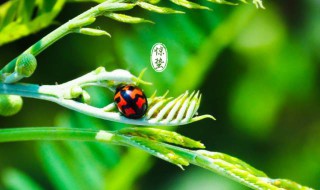 惊蛰节气吃什么食物(惊蛰节气吃什么?)